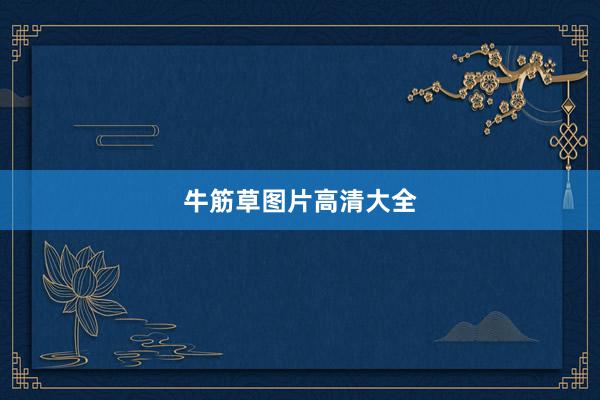 牛筋草图片高清大全